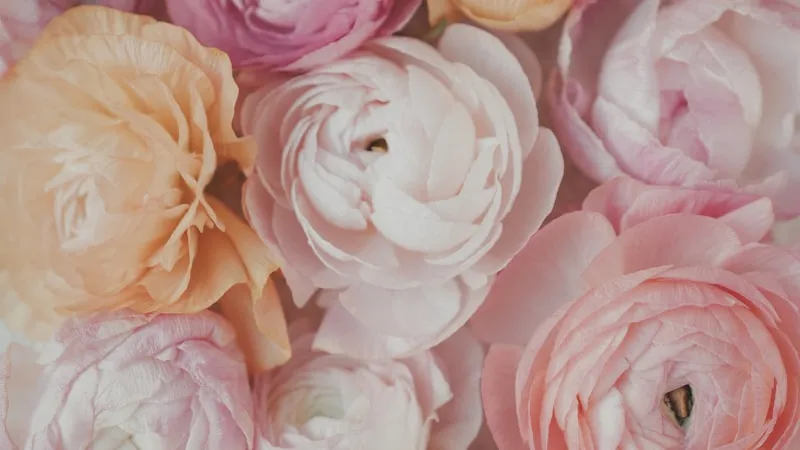 Bløde blomster i lyse toner — friskhed og omsorg for dig selv